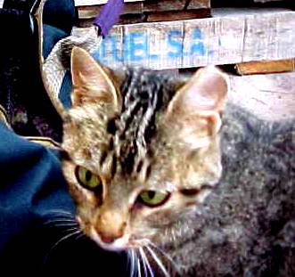 cats1