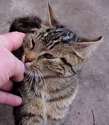 cats2