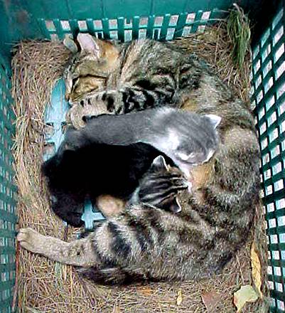 cats3