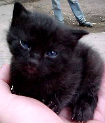 cats5