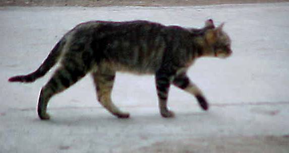 cats6