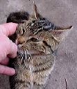 cats2.jpg