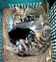 cats3.jpg