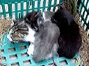 cats4.jpg