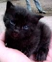 cats5.jpg