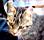 cats1.jpg