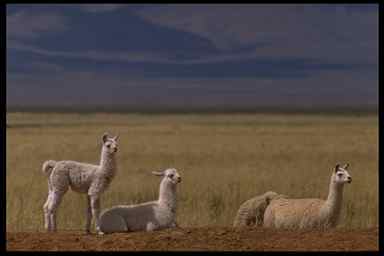 033