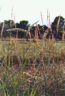grasses.jpg